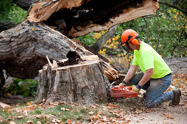 How Our Tree Care Process Works  in  Skyline View, PA